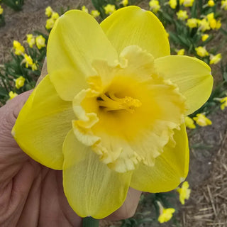 Large-Cupped Narcissus Mr Vain
