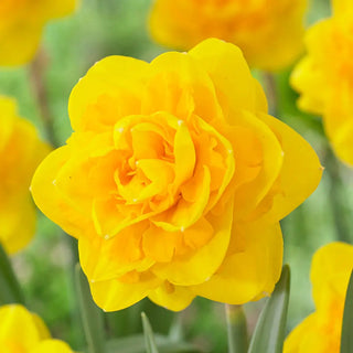 Double Daffodil Heamoor