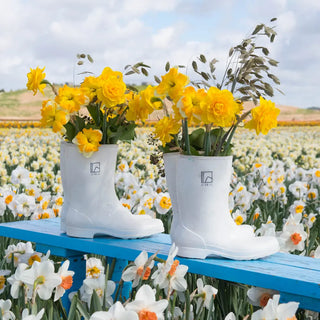 Double Daffodil Heamoor