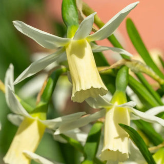 Cyclamineus Daffodil Snipe