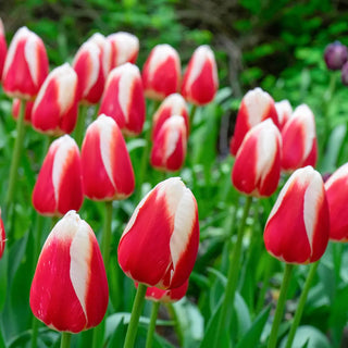 Triumph Tulip Roman Empire