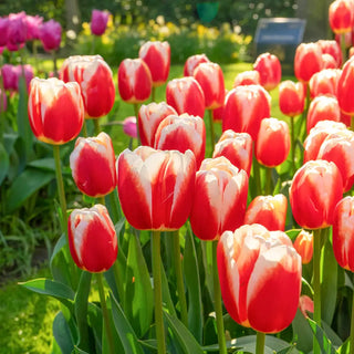 Triumph Tulip Roman Empire