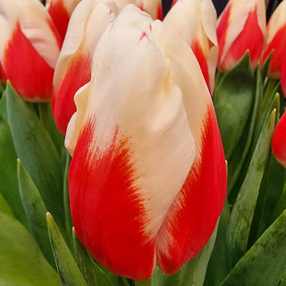 Triumph Tulip Roman Empire