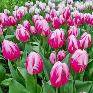 Triumph Tulip Bojangles