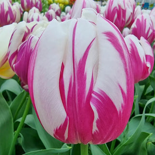 Triumph Tulip Bojangles