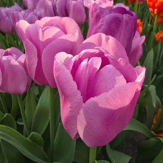 Triumph Tulip Alibi