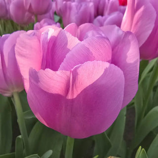 Triumph Tulip Alibi