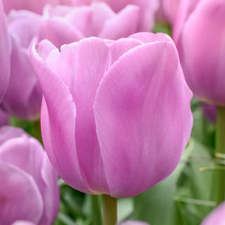 Triumph Tulip Alibi