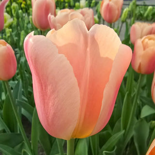 Triumph Tulip Expression