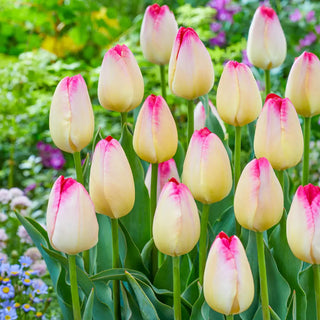 Triumph Tulip Supri Erotic