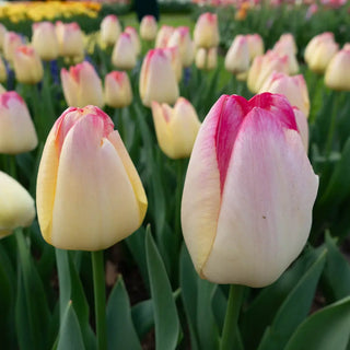 Triumph Tulip Supri Erotic