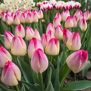 Triumph Tulip Supri Erotic