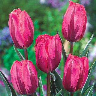 Triumph Tulip Pretty Princess