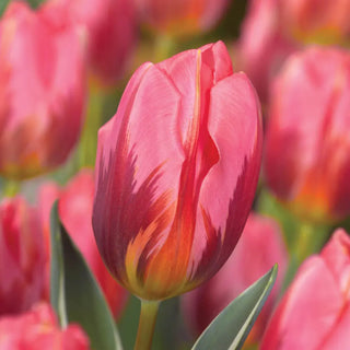 Triumph Tulip Pretty Princess