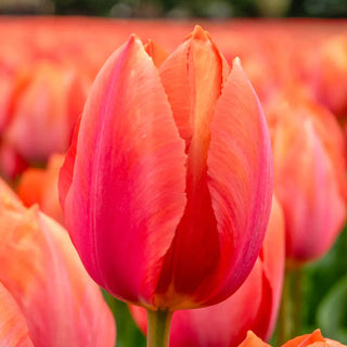 Darwin Hybrid Tulip Apricot Van Eijk