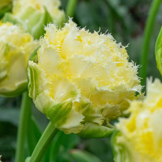 Double Peony Tulip Vanilla Dance