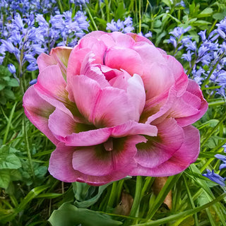 Double Peony Tulip Emerald Blush