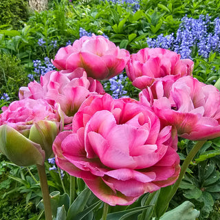 Double Peony Tulip Emerald Blush