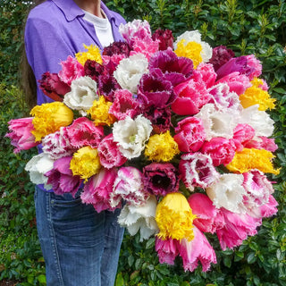 Fringed Tulip Mix
