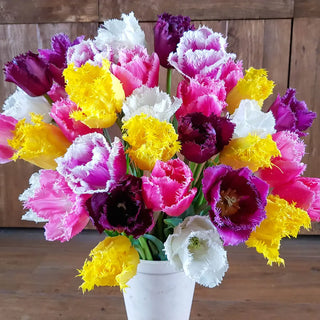 Fringed Tulip Mix