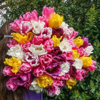Fringed Tulip Mix
