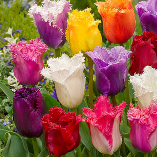Fringed Tulip Mix