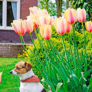 Mayflowering Tulip Blushing Beauty