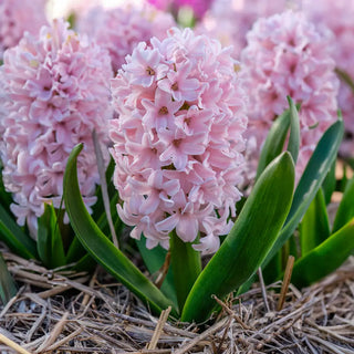 Hyacinth China Pink