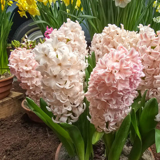 Hyacinth China Pink
