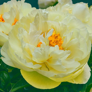 Peony Lemon Chiffon