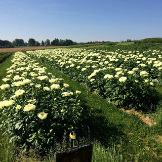 Peony Lemon Chiffon