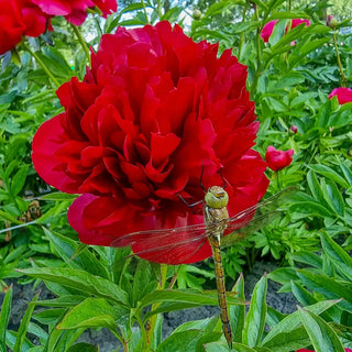 Peony Eliza Lundi