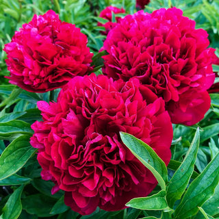 Peony Eliza Lundi