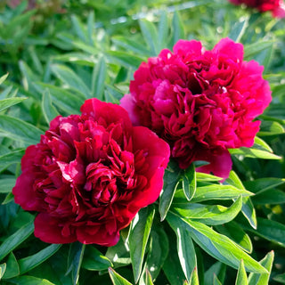 Peony Eliza Lundi