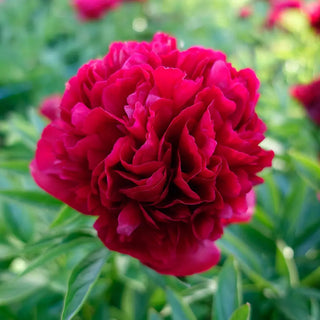 Peony Eliza Lundi