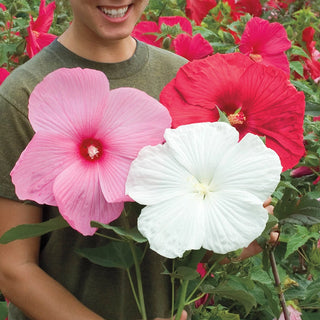 Hardy Hibiscus Mixed Colors