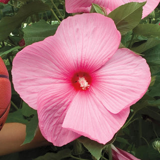 Hardy Hibiscus Mixed Colors