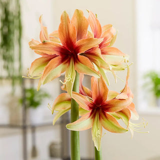 Amaryllis Wild Amazone