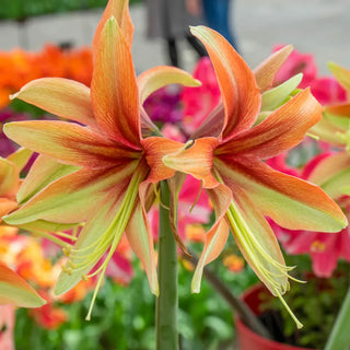 Amaryllis Wild Amazone