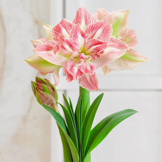 Double Amaryllis Pretty Nymph