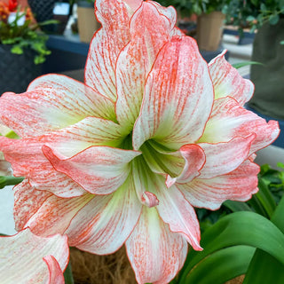 Double Amaryllis Pretty Nymph