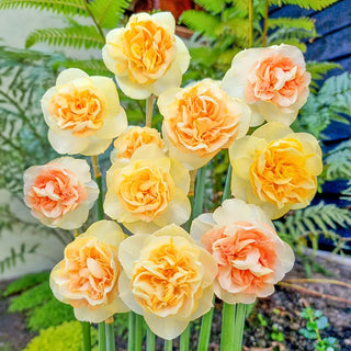 Double Daffodil Bon Bon