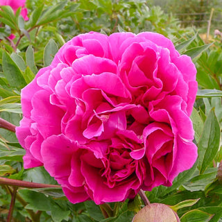 Itoh Peony Belle Toulousaine