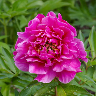 Itoh Peony Belle Toulousaine