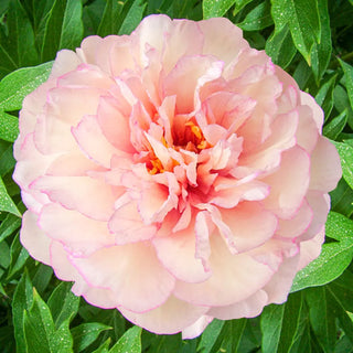 Itoh Peony Scrumdidleyumptious