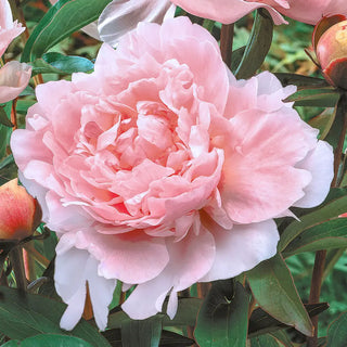 Double Peony Pillow Talk