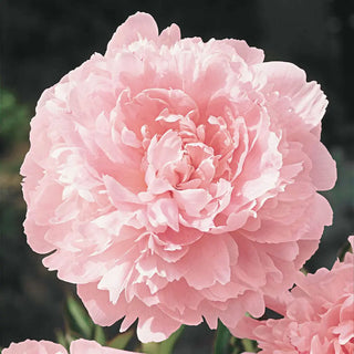 Double Peony Pillow Talk