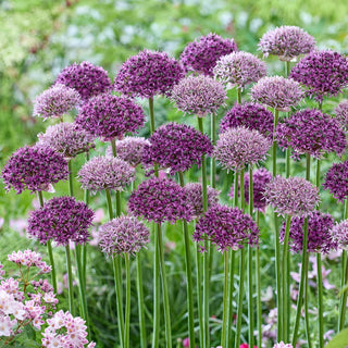 Allium New York & Chicago Duet