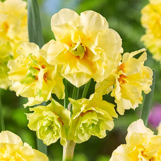 Double Daffodil Fairness