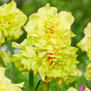 Double Daffodil Fairness